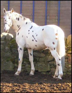 Knabstrupper stallion